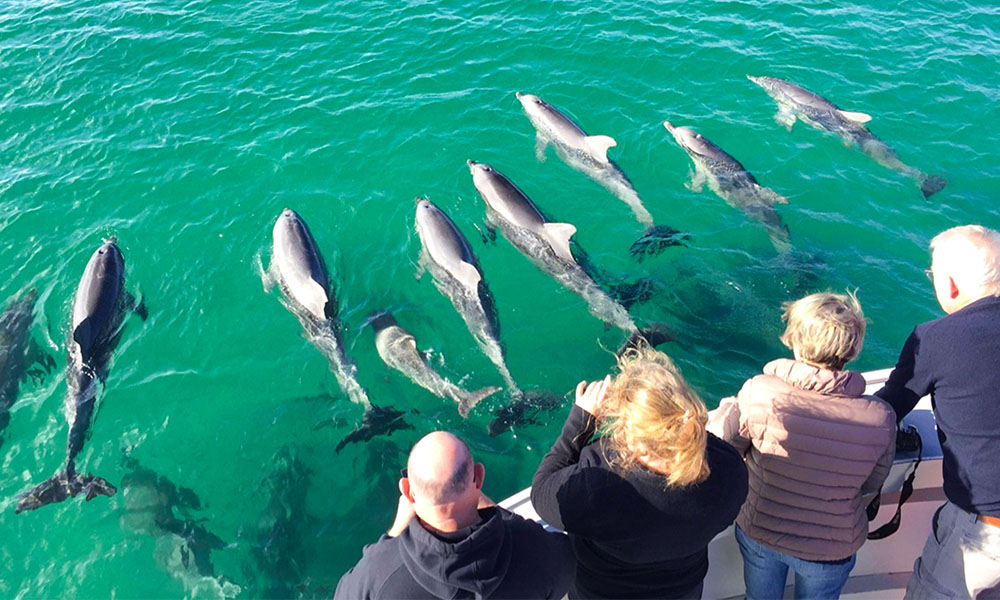 Kangaroo Island Dolphin Safari Cruise Book Now  Experience Oz