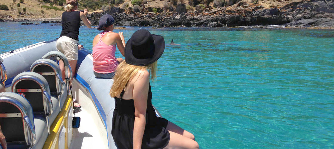 Kangaroo Island Dolphin Safari Cruise