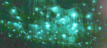 Waitomo Glowworm Caves and Aranui Cave Thumbnail 5