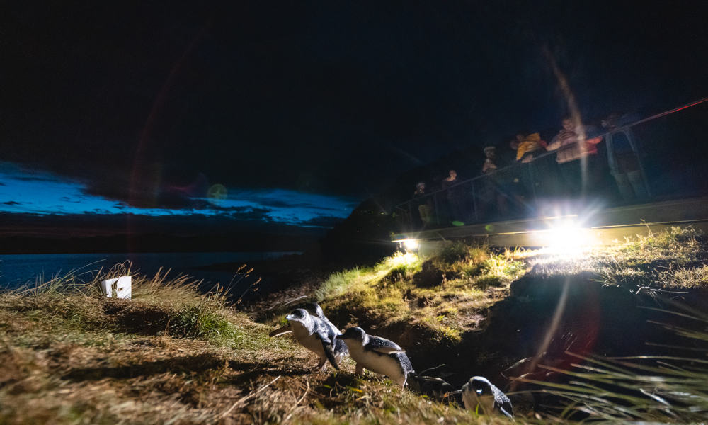 Little Blue Penguins Tour from Dunedin 1260 Harington Point Road Dunedin NZ 9054