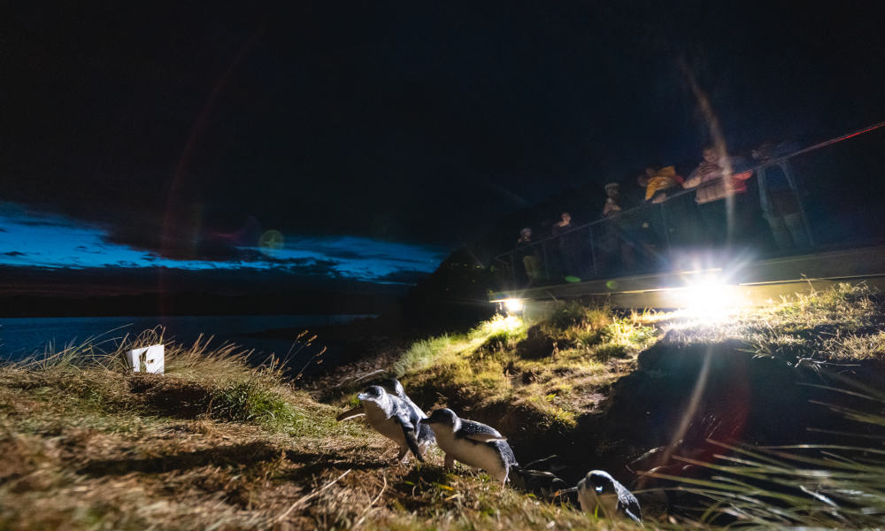 Little Blue Penguins Tour from Dunedin - Little Blue Penguin Tiki Tour (Departs between 5.30pm & 6.30pm approx in Winter Months)