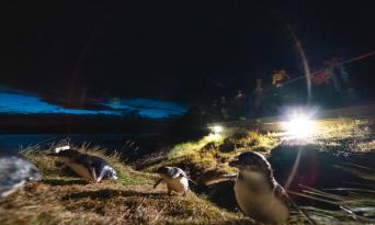 Little Blue Penguins Tour from Dunedin Thumbnail 2