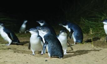 Little Blue Penguins Tour from Dunedin Thumbnail 4