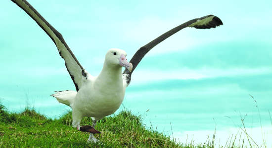 Unique Royal Albatross and Fort Taiaroa Tour