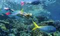 Great Barrier Reef Scenic Flight &amp; Cruise Packages Thumbnail 3