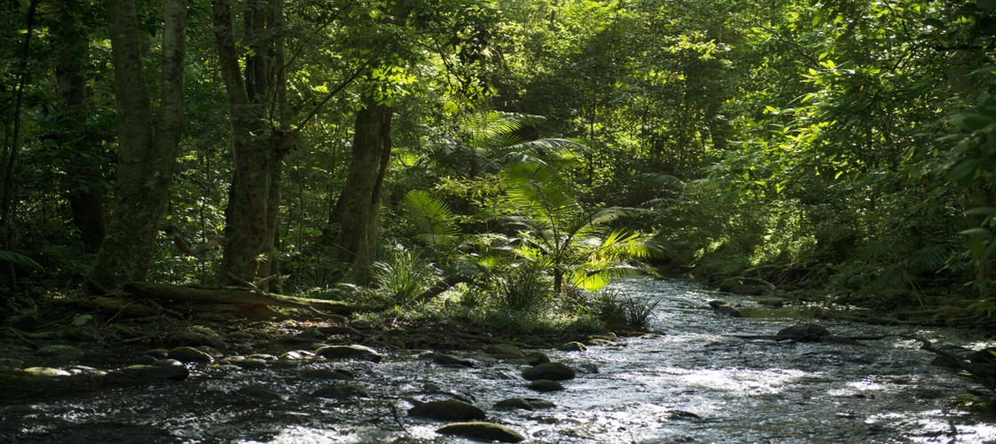 Dreamtime Gorge Walk