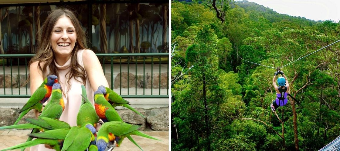 Save On Currumbin Wildlife Sanctuary Tickets and 
TreeTop Challenge Combo