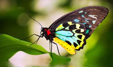 Australian Butterfly Sanctuary Tickets