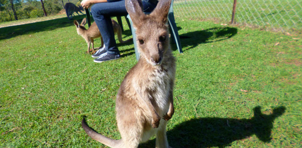 Free Things To Do  Horizons Kangaroo Sanctuary