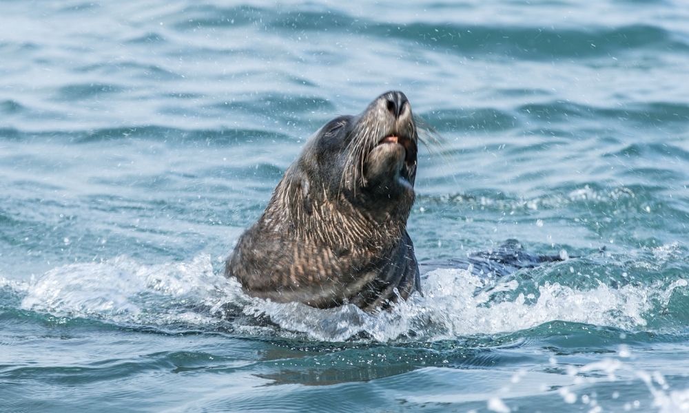 Victor Harbor Seal Island Cruise