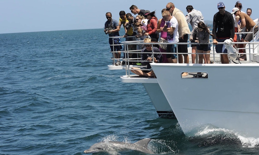 Jervis Bay Dolphin Watching Tour