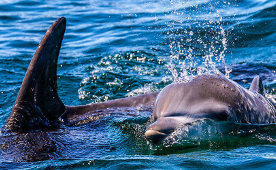 Jervis Bay Dolphin Watching Cruise