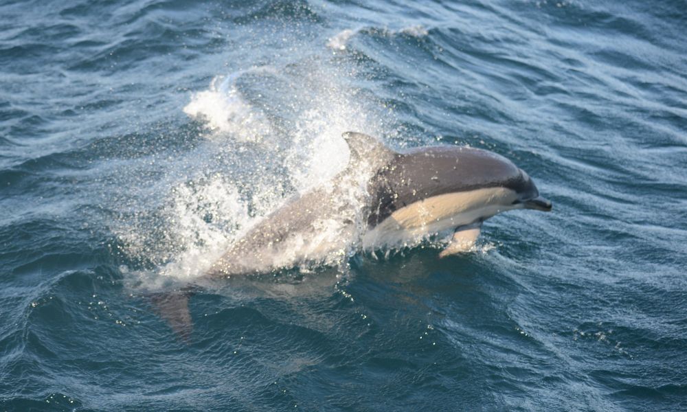 Jervis Bay Dolphin Watching Cruise