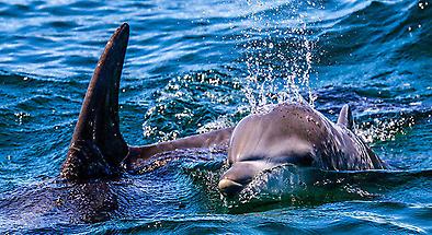 Jervis Bay Dolphin Watch Cruise