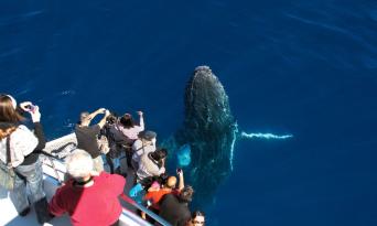 Whale Watching Cruise from Sea World Thumbnail 2