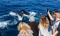 Whale Watching Cruise from Sea World Thumbnail 6