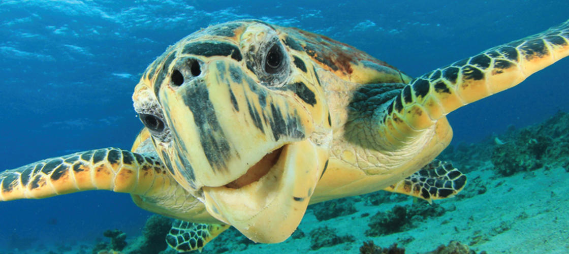 60 Minute Wildlife Eco Bay Cruise from Airlie Beach - 60 Minute Eco Bay Cruise