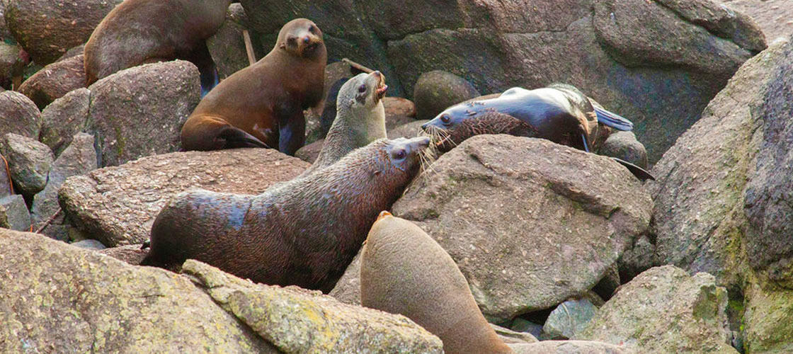 Cape Foulwind Seal Colony West Coast
