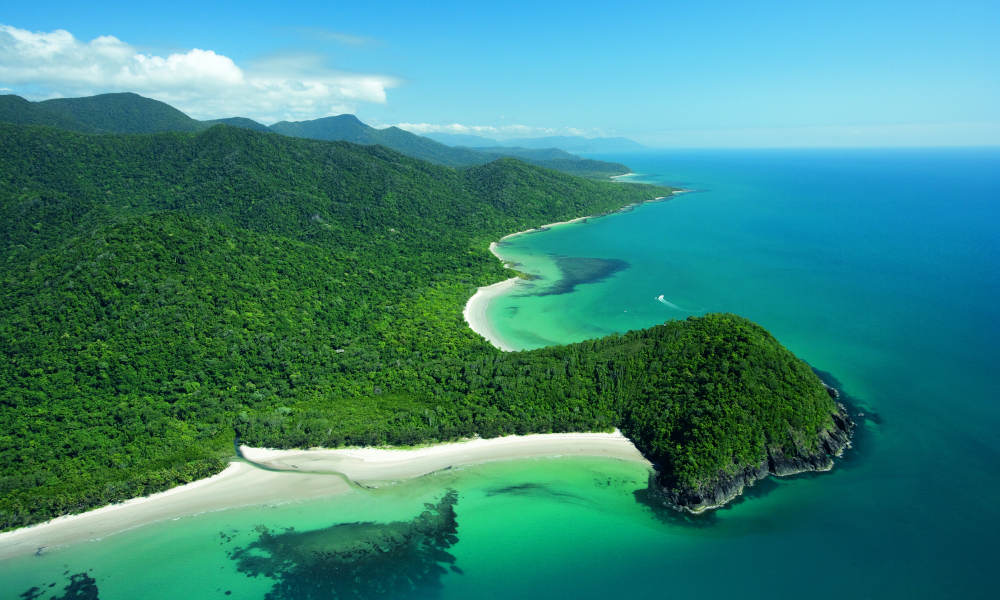 Cape Tribulation Day Tour with Daintree Wildlife Cruise