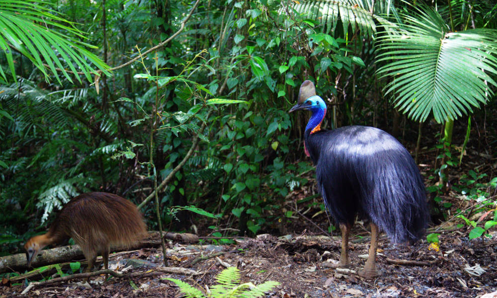 Cape Tribulation Day Tour with Daintree Wildlife Cruise