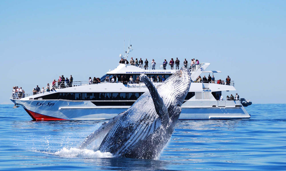 whale watching cruise redcliffe
