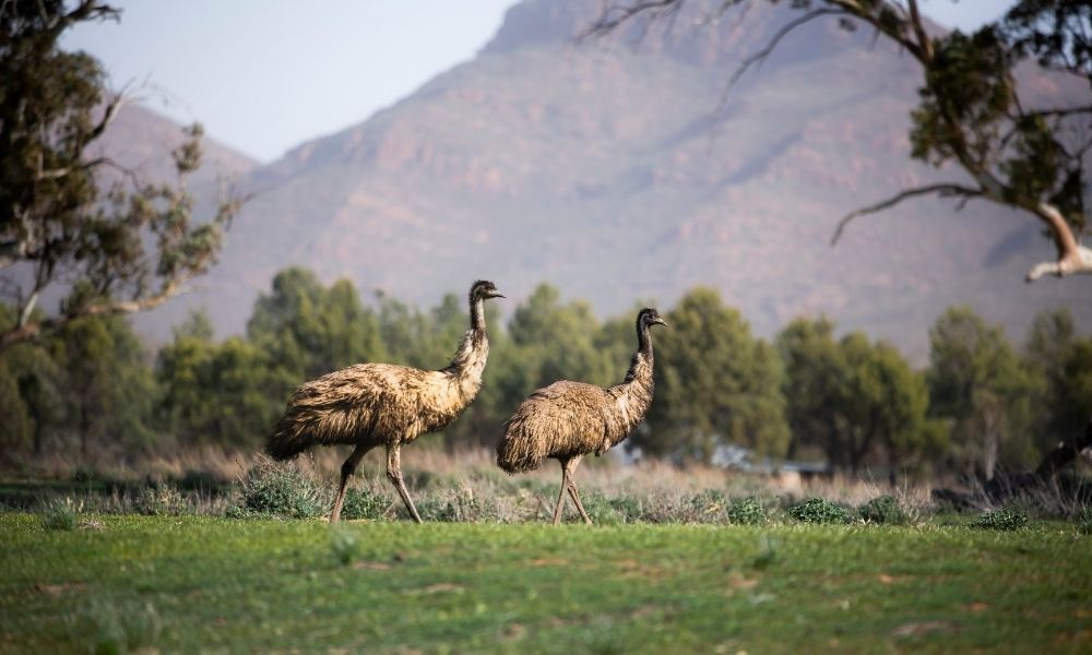Flinders Ranges 4WD Half Day Aboriginal Cultural Tour