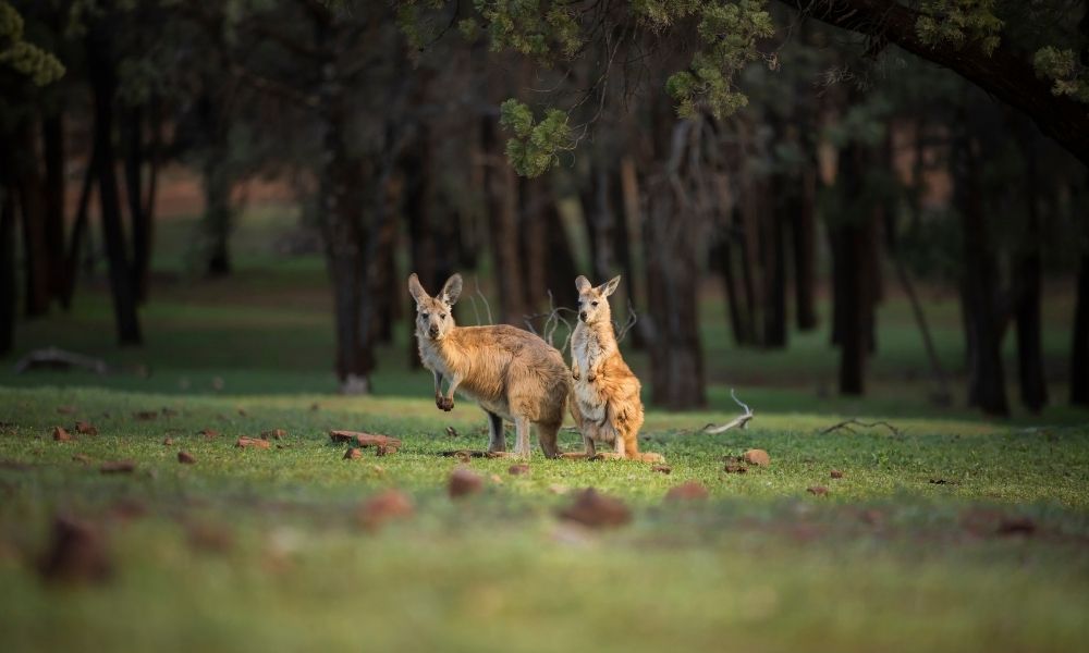 Flinders Ranges 4WD Half Day Aboriginal Cultural Tour