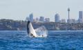 Sydney 3 Hour Whale Watching Discovery Cruise Thumbnail 5