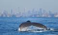 Sydney 3 Hour Whale Watching Discovery Cruise Thumbnail 6