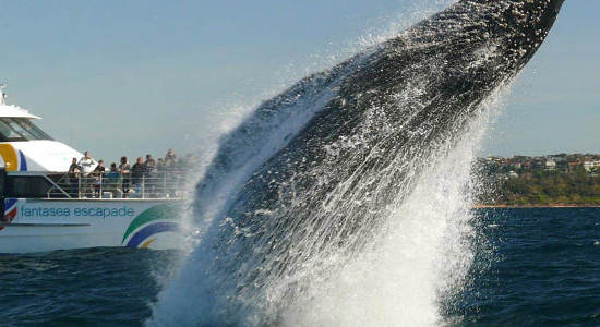 3 Hour Discovery Whale Watching Cruise