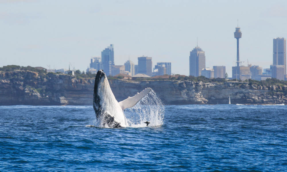 Sydney 2 Hour Whale Watching Express Cruise