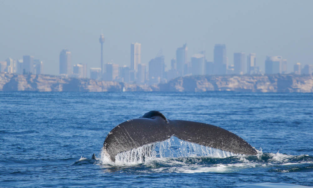 Sydney 2 Hour Whale Watching Express Cruise