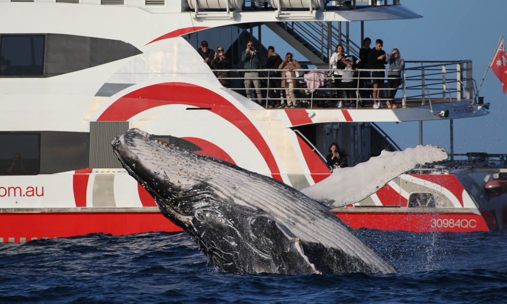 Sydney 2 Hour Whale Watching Express Cruise