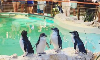 Penguin Island Wildlife Cruise Thumbnail 3