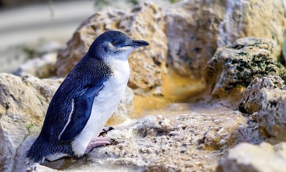 Penguin Island Wildlife Cruise