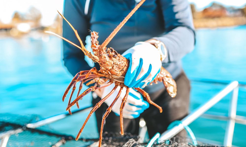 Mandurah Dolphin Watching and Scenic Marine Cruise