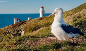 Royal Albatross Viewing Tour Thumbnail 4