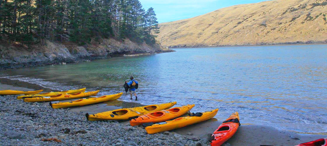 Akaroa Penguin Kayaking & 4WD Safari Tour   Book Now | Experience Oz + NZ