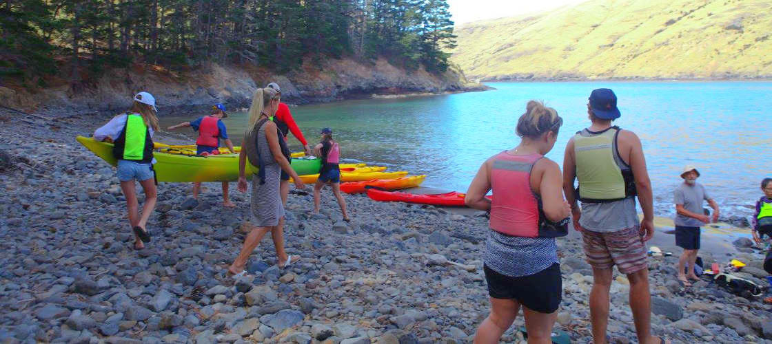 Akaroa Penguin Kayaking & 4WD Safari Tour Book Now Experience Oz + NZ