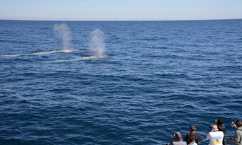 Augusta Whale Watching Experience Thumbnail 3