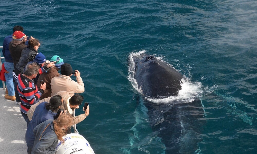 Augusta Whale Watching Experience