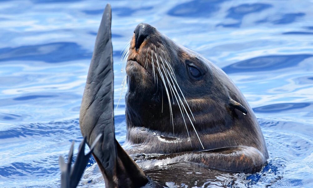 Augusta Whale Watching Experience