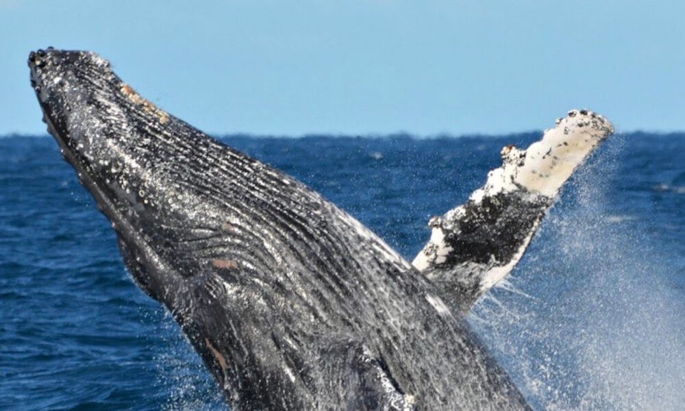 Augusta VIP Captains Lounge Whale Watching Experience