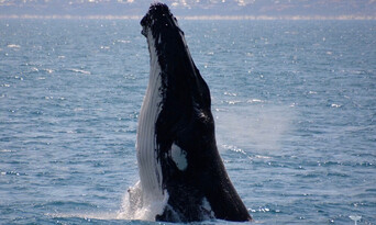 Whale Watching Experience Thumbnail 1