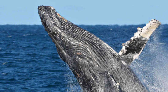 Perth Whale Watching Cruise - Book Now | Experience Oz