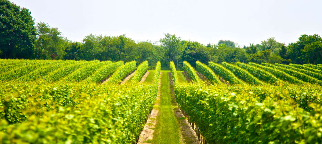 Full Day Mount Tamborine Wine Tasting Tour including Gourmet Lunch