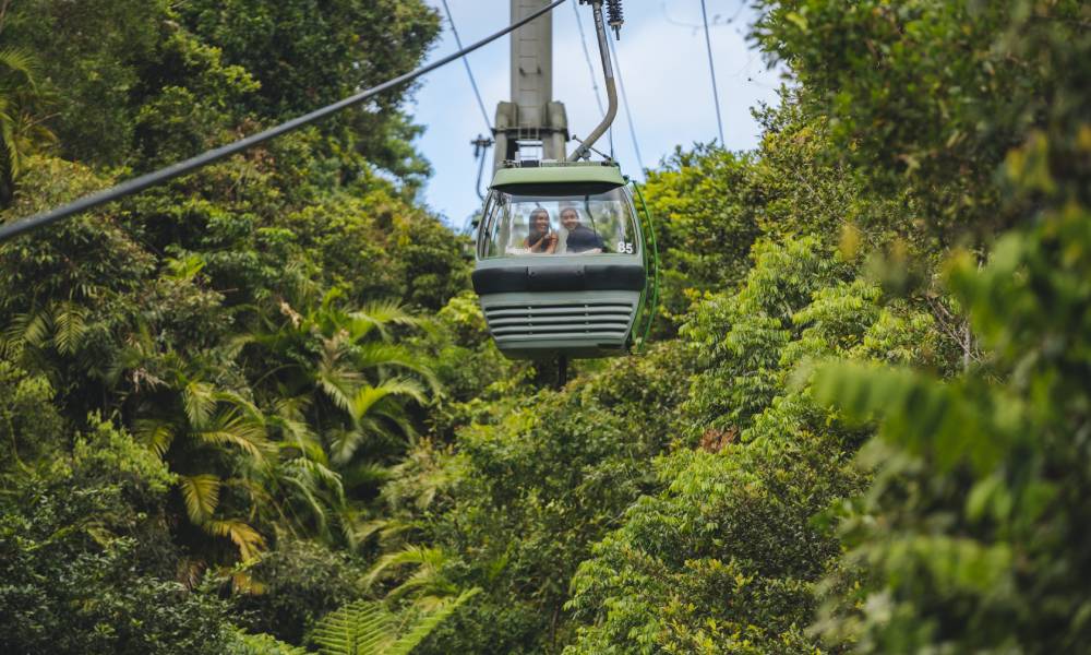 Return Skyrail Rainforest Cableway