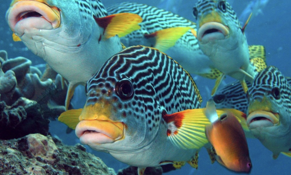 Great Barrier Cruise from Mission Beach