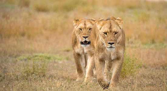 Monarto Safari Park Lion Encounter and Entry Old Princes Hwy Monarto South SA 5254