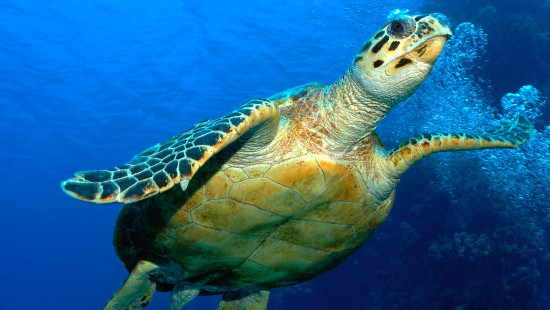 Hervey Bay Turtle Discovery Half Day Eco Tour including Lunch